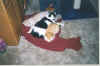 Holstein Zebo Peachie on Julie's blanket.jpg (656879 bytes)