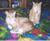 Peachie and Zebo on jungle print bed-USE.JPG (88669 bytes)